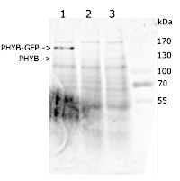PhyB | Phytochrome B (Arabidopsis thaliana) in the group Antibodies for Plant/Algal / Developmental Biology / Photomorphogenesis at Agrisera AB (Antibodies for research) (AS21 4565)